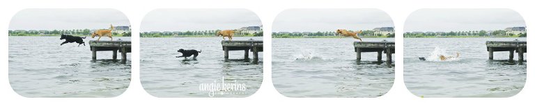 Storyboard of dock diving dogs in action at Fleet Peeples Park!