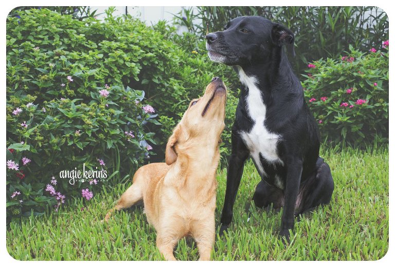 Sister dogs enjoying the outdoors