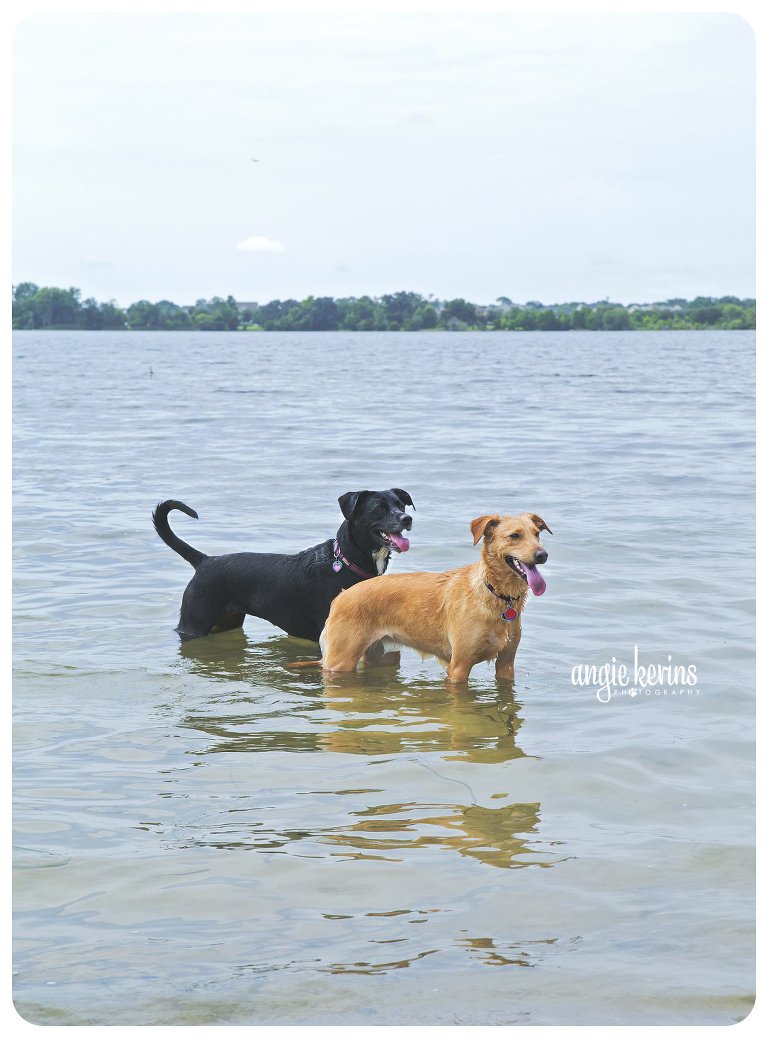 Dock diving dogs chasing tennis balls in the water at Fleet Peeples Park
