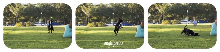 Active dog playing fetch with owner at the Farmer's Market in Winter Park