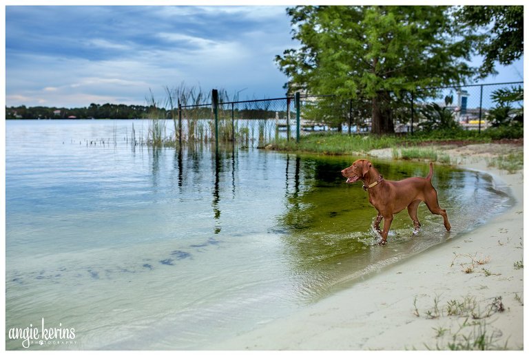 Central Florida dog photography1