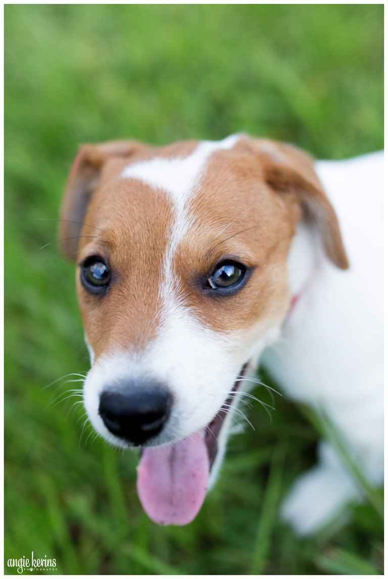 Adorable puppy jack russell