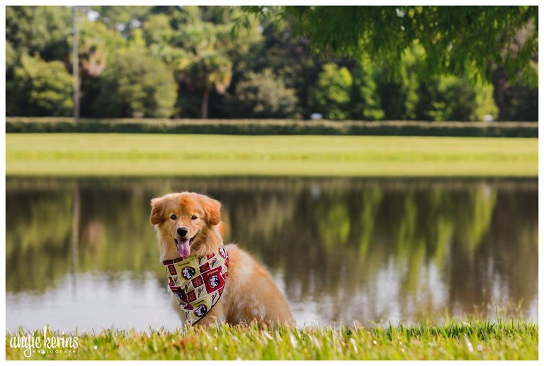 Central Florida dog portraits