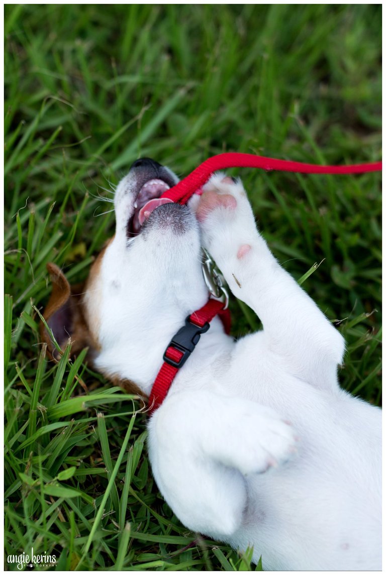East_Orlando_pet_photographer_outdoors
