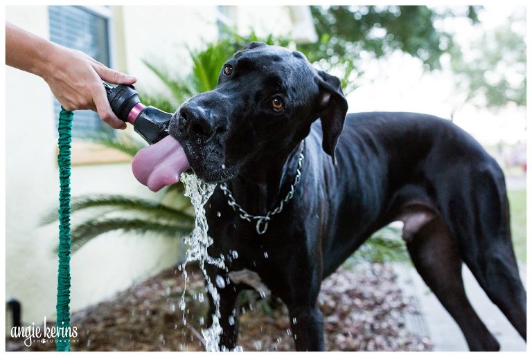 Great dane drinking from garden hose orlando photographer