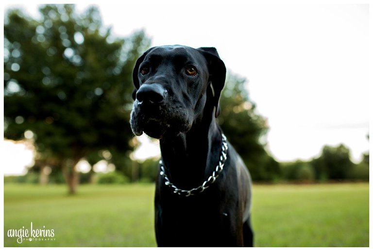 Lifestyle outdoor central florida great dane images
