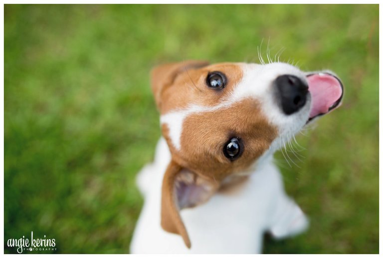 Central Florida Dog Photography