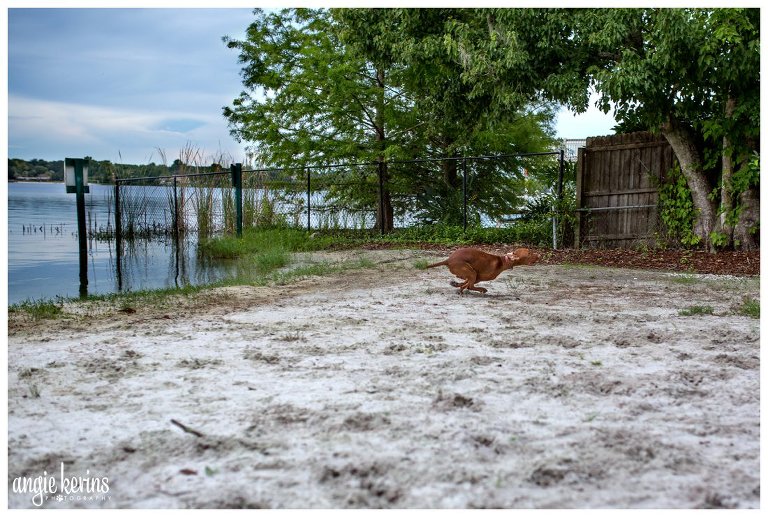 Super fast Vizsla at Lake Brantley