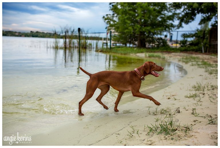 Vizsla dog swims in Lake Brantley