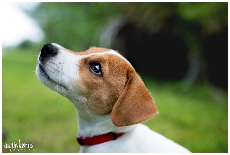 central_florida_lifestyle_dog_jack_russell