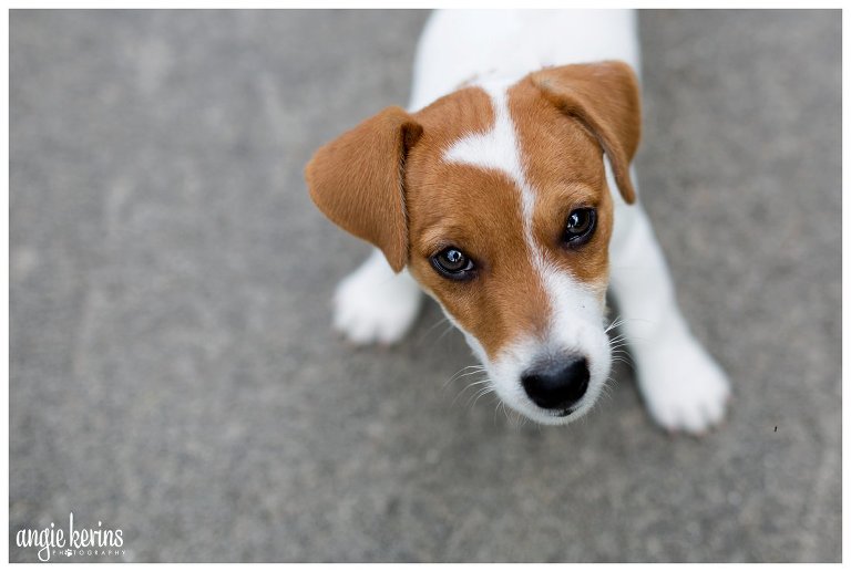 central_florida_lifestyle_pet_photography