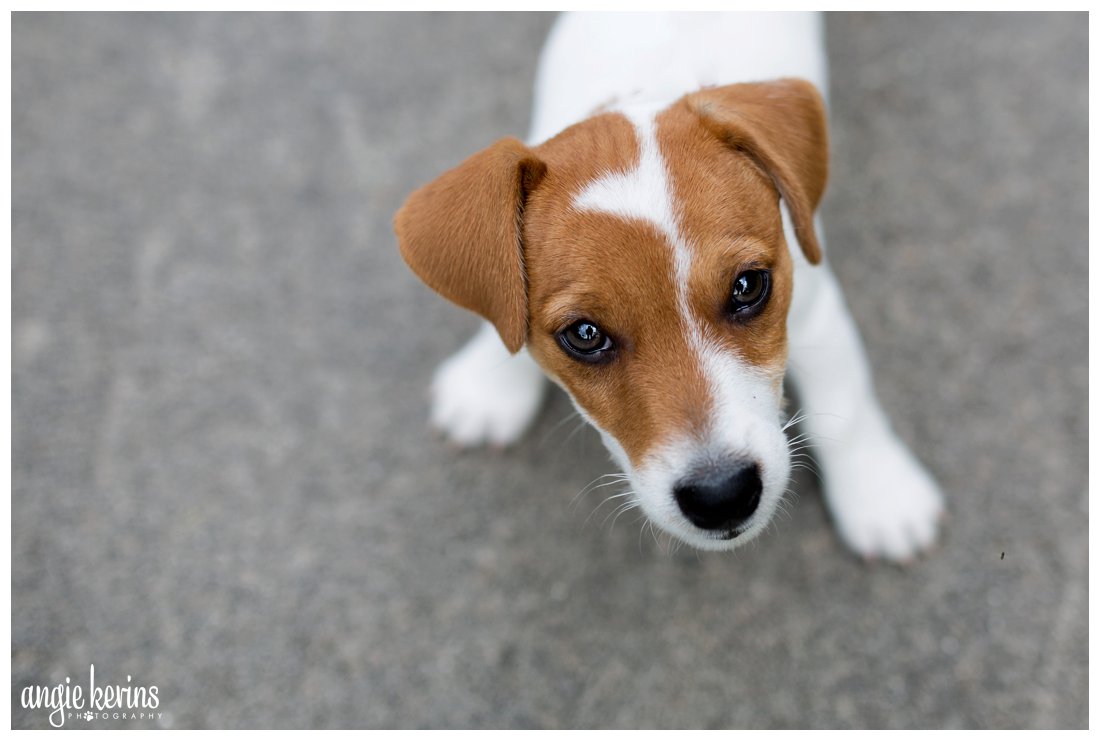 Cutest Jack Russell Puppy Photo Session In Orlando Fl Angie