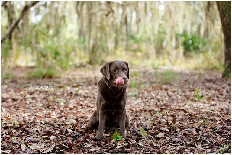 Central Florida Dog Photographer_2