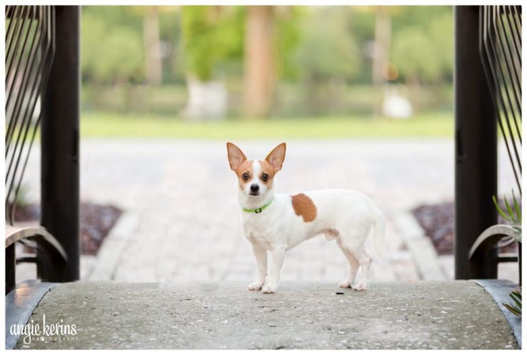 Central Florida dog photography_Snickers