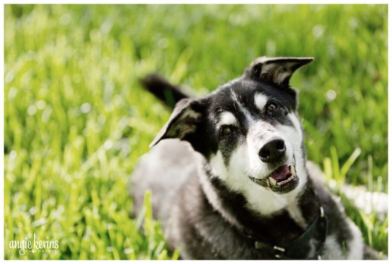 Central_Florida_rescue_dogs