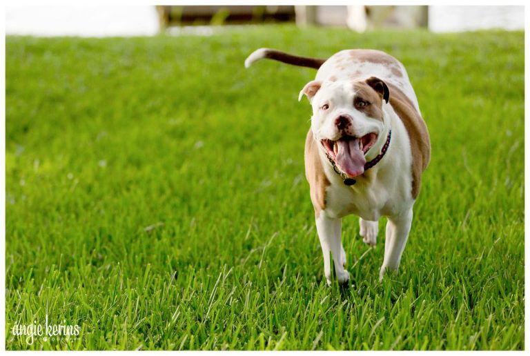Happy_dog_running_windermere_backyard