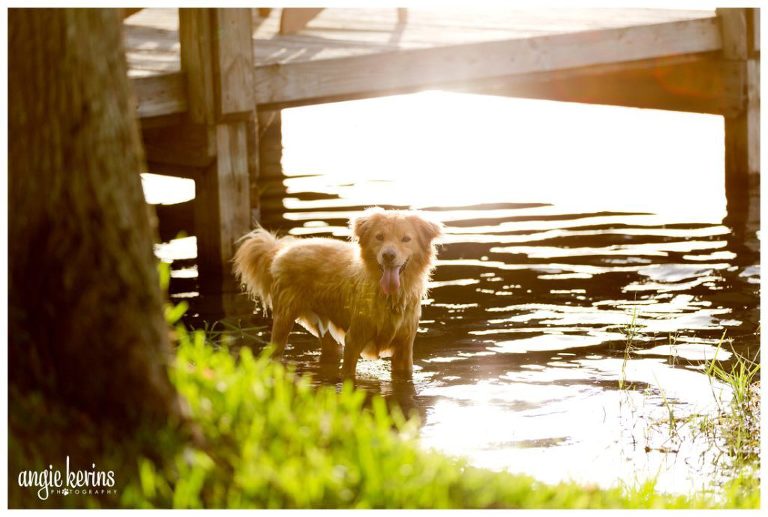 Rescue_dog_enjoying_dip_in_the_lake_Orlando