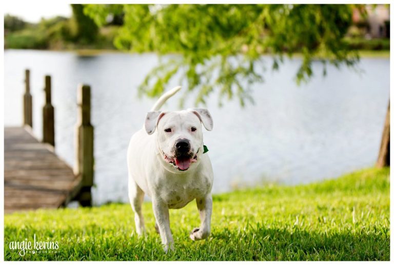 Windermere_lifestyle_photography_dog_session