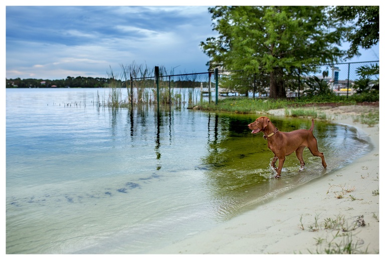 Lake Brantley Dog Photographer