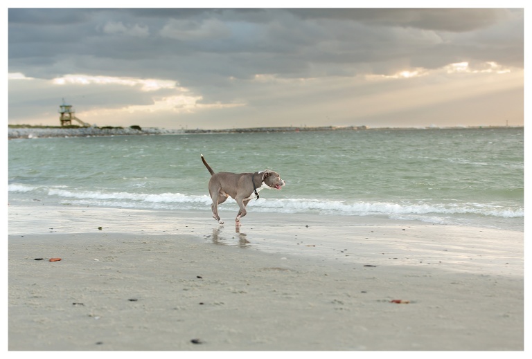 Port Orange Pet Photographer 1