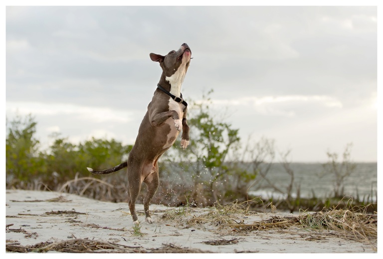 port orange dog photographer 3